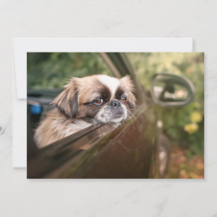 最も可愛い赤ん坊の動物 車の中のピーゲスの子犬 ピーゲス サンキューカード