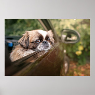 最も可愛い赤ん坊の動物 車の中のピーゲスの子犬 ピーゲス ポスター
