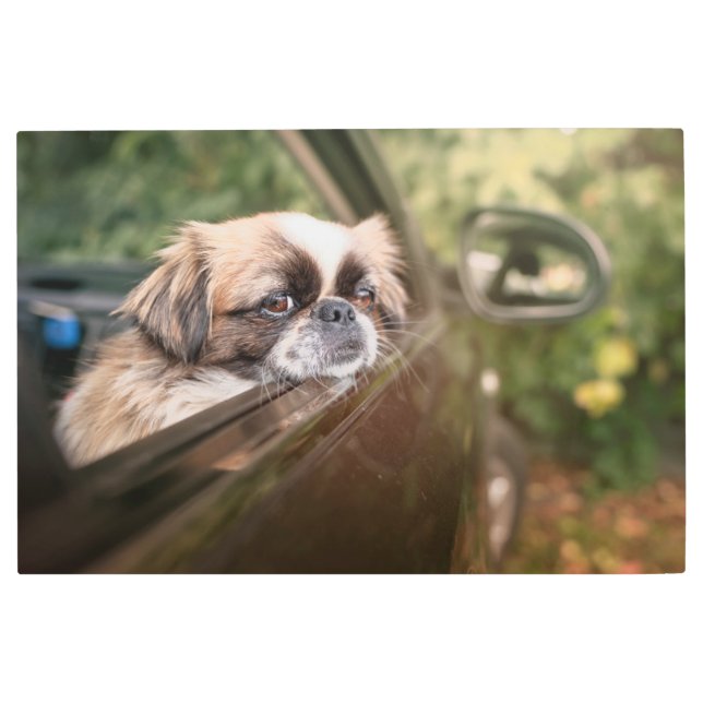 最も可愛い赤ん坊の動物 車の中のピーゲスの子犬|ピーゲス メタルプリント (正面)