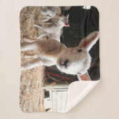 最も可愛い赤ん坊の動物 |農場で可愛い子羊 シェルパブランケット (正面)