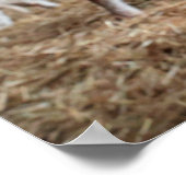 最も可愛い赤ん坊の動物 |農場で可愛い子羊 ポスター (角)