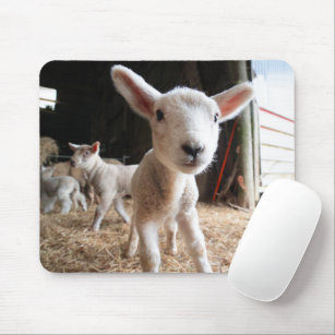 最も可愛い赤ん坊の動物  農場で可愛い子羊 マウスパッド