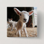 最も可愛い赤ん坊の動物 |農場で可愛い子羊 缶バッジ (正面)