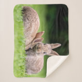 最も可愛い赤ん坊の動物 |野生のウサギ シェルパブランケット (正面)