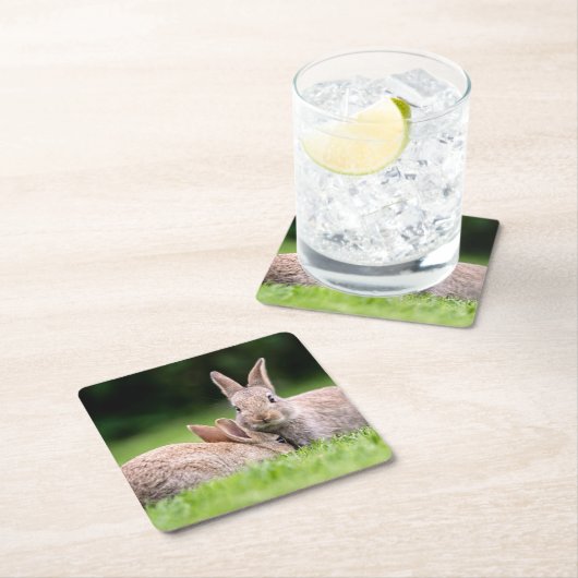 最も可愛い赤ん坊の動物 |野生のウサギ スクエアペーパーコースター (インサイチュ)