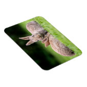 最も可愛い赤ん坊の動物 |野生のウサギ マグネット (右側)