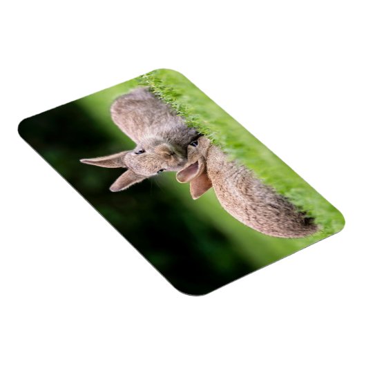 最も可愛い赤ん坊の動物 |野生のウサギ マグネット (右側)