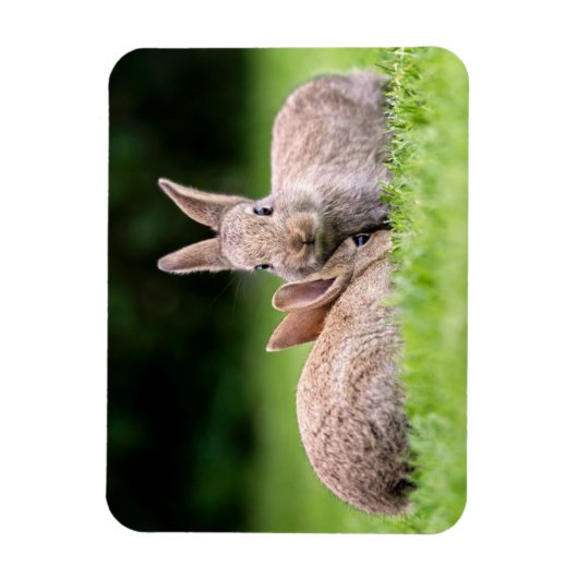 最も可愛い赤ん坊の動物 |野生のウサギ マグネット (縦)