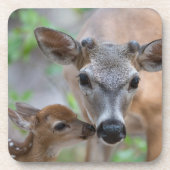最も可愛い赤ん坊の動物 |鍵鹿の鹿の鹿と子鹿 コースター (正面)