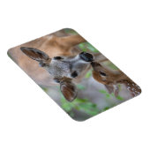 最も可愛い赤ん坊の動物 |鍵鹿の鹿の鹿と子鹿 マグネット (右側)