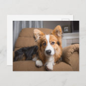最も可愛い赤ん坊の動物 |長い髪のコージの子犬 ポストカード (正面/裏面)
