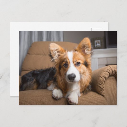 最も可愛い赤ん坊の動物 |長い髪のコージの子犬 ポストカード (正面/裏面)