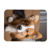 最も可愛い赤ん坊の動物 |長い髪のコージの子犬 マグネット (横)