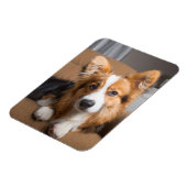 最も可愛い赤ん坊の動物 |長い髪のコージの子犬 マグネット (左側)