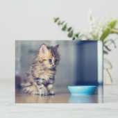最も可愛い赤ん坊の動物 |青い目のペルシャ猫 サンキューカード (スタンド正面)