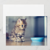 最も可愛い赤ん坊の動物 |青い目のペルシャ猫 サンキューカード (正面/裏面)