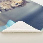 最も可愛い赤ん坊の動物 |青い目のペルシャ猫 シェルパブランケット (3/4)