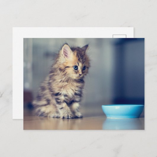 最も可愛い赤ん坊の動物 |青い目のペルシャ猫 ポストカード (正面/裏面)