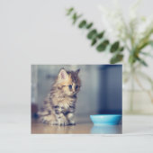 最も可愛い赤ん坊の動物 |青い目のペルシャ猫 ポストカード (スタンド正面)