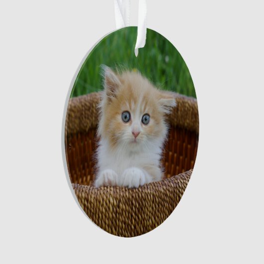最も可愛い赤ん坊の動物 |青い目の子猫 オーナメント (正面)