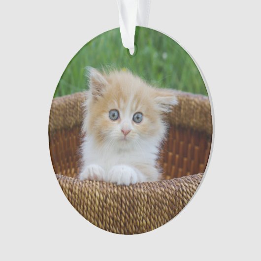 最も可愛い赤ん坊の動物 |青い目の子猫 オーナメント (正面)