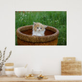 最も可愛い赤ん坊の動物 |青い目の子猫 ポスター (キッチン)