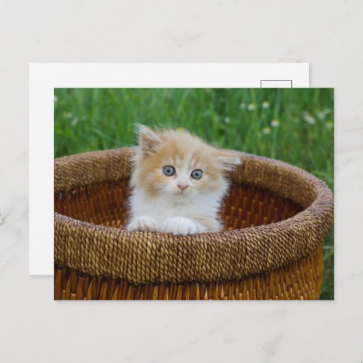 最も可愛い赤ん坊の動物 |青い目の子猫 ポストカード (正面/裏面)