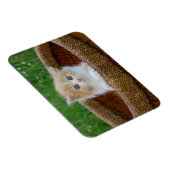 最も可愛い赤ん坊の動物 |青い目の子猫 マグネット (右側)