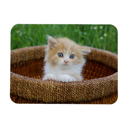 最も可愛い赤ん坊の動物 |青い目の子猫 マグネット (横)