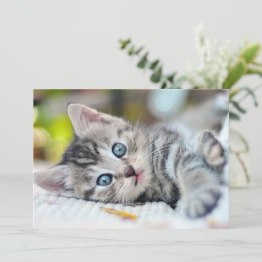 最も可愛い赤ん坊の動物 |青い目をした子猫 サンキューカード (スタンド正面)