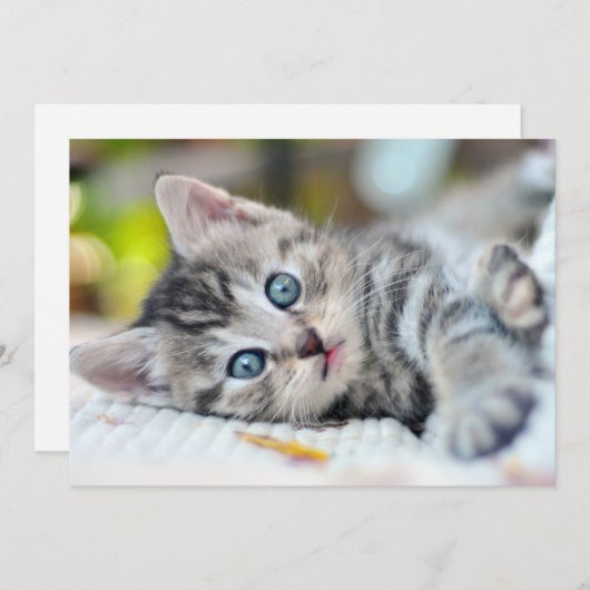 最も可愛い赤ん坊の動物 |青い目をした子猫 サンキューカード (正面/裏面)