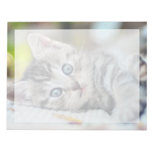 最も可愛い赤ん坊の動物  青い目をした子猫 ノートパッド