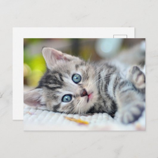 最も可愛い赤ん坊の動物 |青い目をした子猫 ポストカード (正面/裏面)