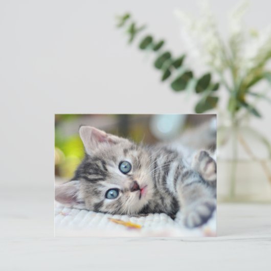 最も可愛い赤ん坊の動物 |青い目をした子猫 ポストカード (スタンド正面)