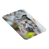 最も可愛い赤ん坊の動物 |青い目をした子猫 マグネット (右側)