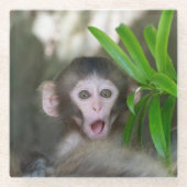 最も可愛い赤ん坊の動物 |驚いた雪猿 ガラスコースター (正面)