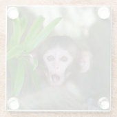 最も可愛い赤ん坊の動物 |驚いた雪猿 ガラスコースター (裏面)