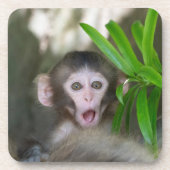 最も可愛い赤ん坊の動物 |驚いた雪猿 コースター (正面)