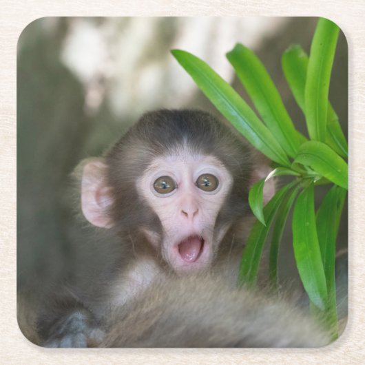 最も可愛い赤ん坊の動物 |驚いた雪猿 スクエアペーパーコースター (正面)