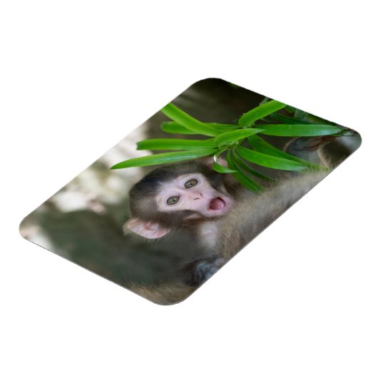 最も可愛い赤ん坊の動物 |驚いた雪猿 マグネット (左側)