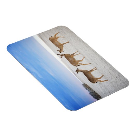 最も可愛い赤ん坊の動物 |鹿のビーチ マグネット (右側)