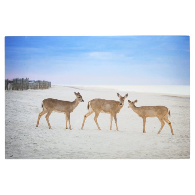 最も可愛い赤ん坊の動物 |鹿のビーチ メタルプリント (正面)