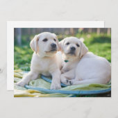 最も可愛い赤ん坊の動物 |黄色のラブラドール検索 サンキューカード (正面/裏面)