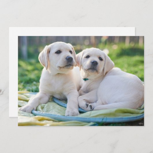 最も可愛い赤ん坊の動物 |黄色のラブラドール検索 サンキューカード (正面/裏面)