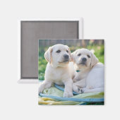 最も可愛い赤ん坊の動物 |黄色のラブラドール検索 マグネット (正面/裏面)