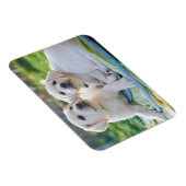 最も可愛い赤ん坊の動物 |黄色のラブラドール検索 マグネット (右側)