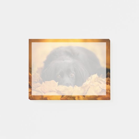 最も可愛い赤ん坊の動物 |黒いスパニエル犬子犬 ポストイット (正面)