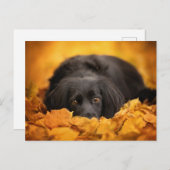 最も可愛い赤ん坊の動物 |黒いスパニエル犬子犬 ポストカード (正面/裏面)