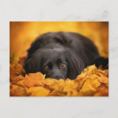 最も可愛い赤ん坊の動物 |黒いスパニエル犬子犬 ポストカード (正面)