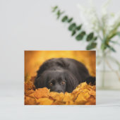 最も可愛い赤ん坊の動物 |黒いスパニエル犬子犬 ポストカード (スタンド正面)